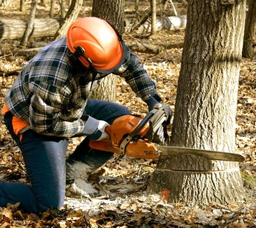 Tree Removal in Huddleston, VA